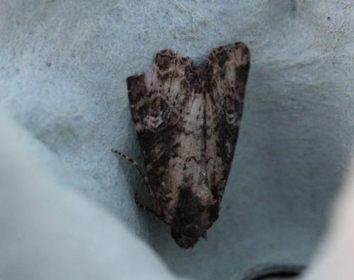 Mesapamea sp.